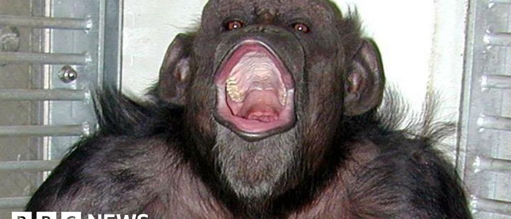ai-japanese-chimpanzee-who-counted-and-painted-dies-at-49-1768263786.jpg