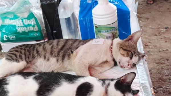 Cegah rabies, Sudin KPKP Kepulauan Seribu vaksinasi ratusan kucing