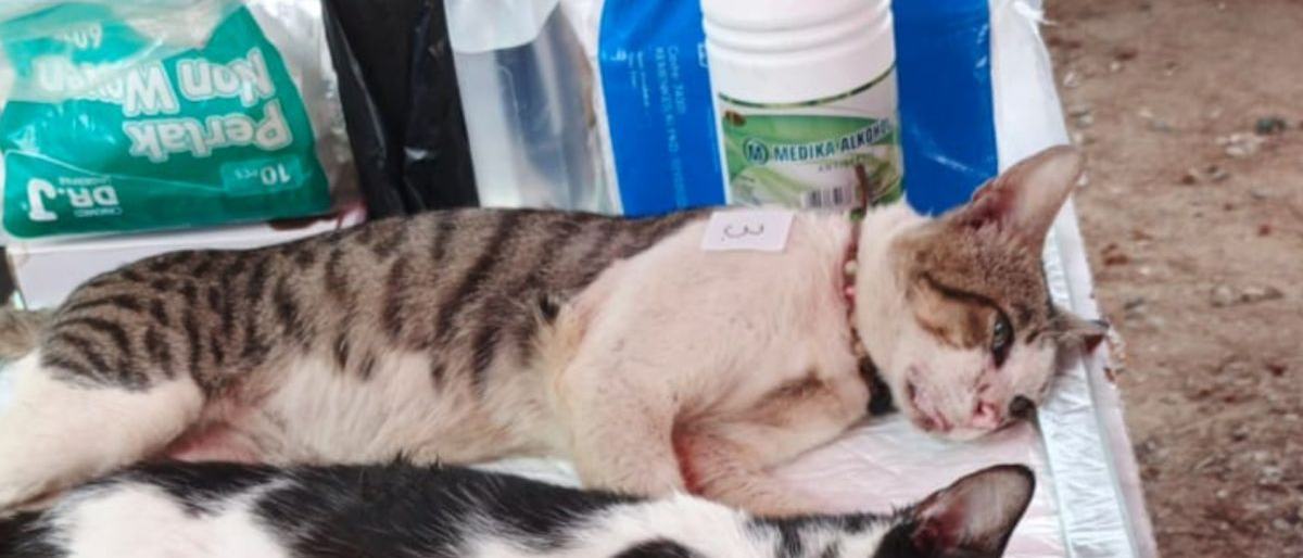 Cegah rabies, Sudin KPKP Kepulauan Seribu vaksinasi ratusan kucing