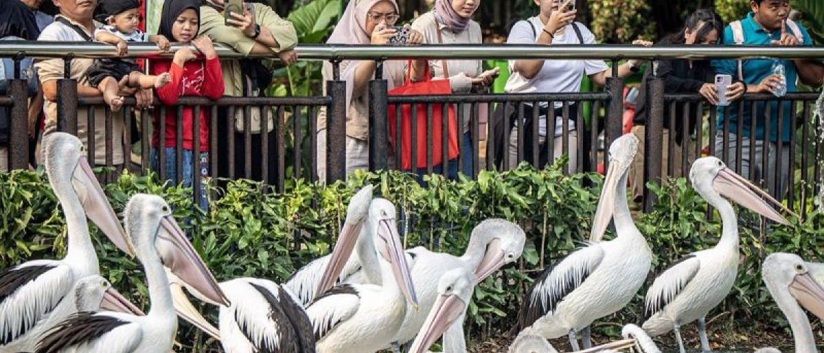 DKI kemarin, rekor pengunjung Ragunan hingga LPDP Jakarta