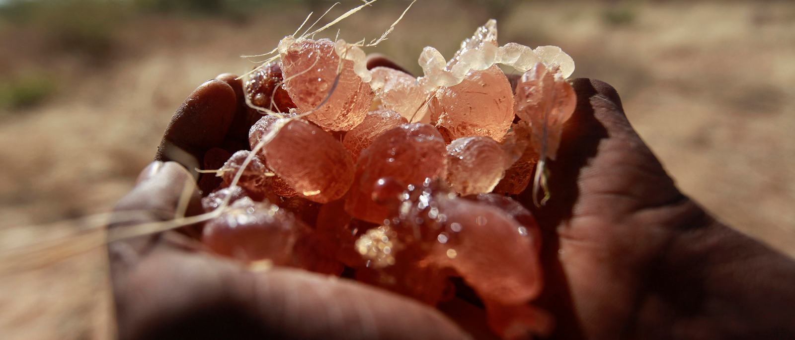 how-is-gum-arabic-fuelling-the-war-in-sudan-scrape-1767717644.jpg
