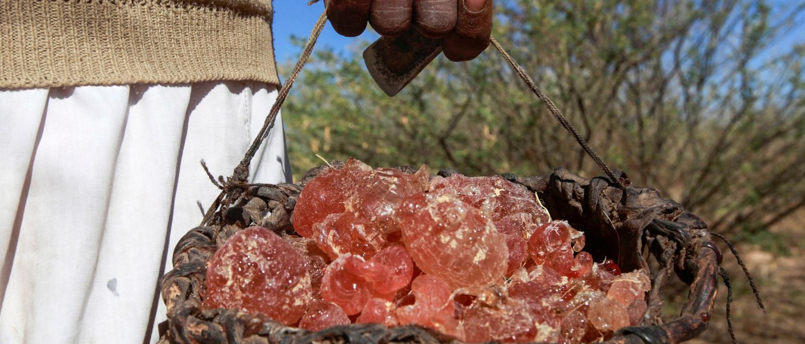 how-is-gum-arabic-fuelling-the-war-in-sudan-scrape-1767717444.jpg
