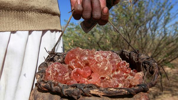 how-is-gum-arabic-fuelling-the-war-in-sudan-scrape-1767717444.jpg