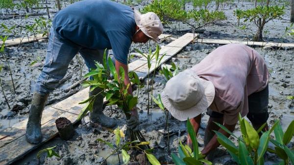 Kisah masyarakat Pasir Sakti: Dulu terkikis abrasi, kini tumbuh mangrove yang menghidupi