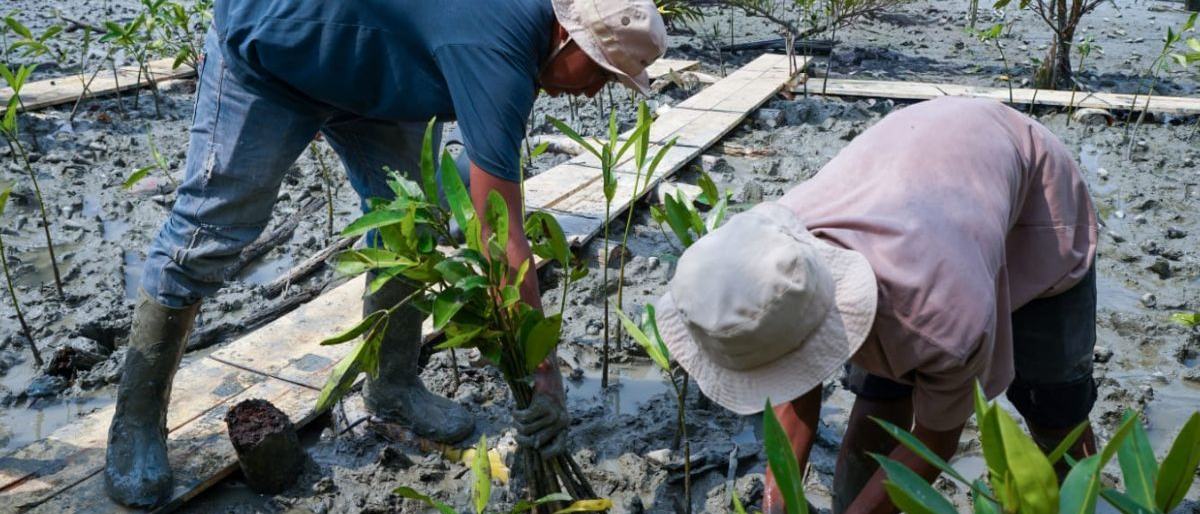 Kisah masyarakat Pasir Sakti: Dulu terkikis abrasi, kini tumbuh mangrove yang menghidupi