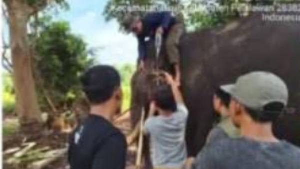 Komplikasi kesehatan, seekor Gajah Sumatera mati di TN Tesso Nilo Riau