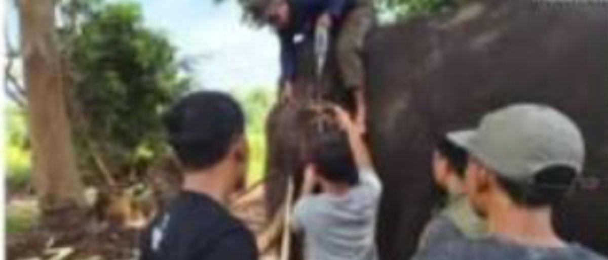 Komplikasi kesehatan, seekor Gajah Sumatera mati di TN Tesso Nilo Riau