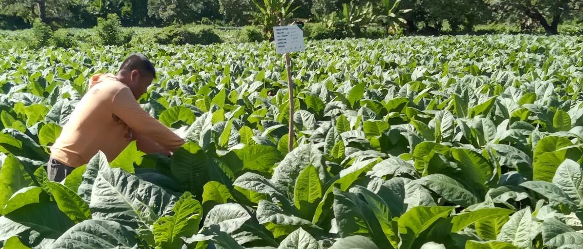 Mengupayakan titik seimbang demi menjaga kontribusi industri tembakau