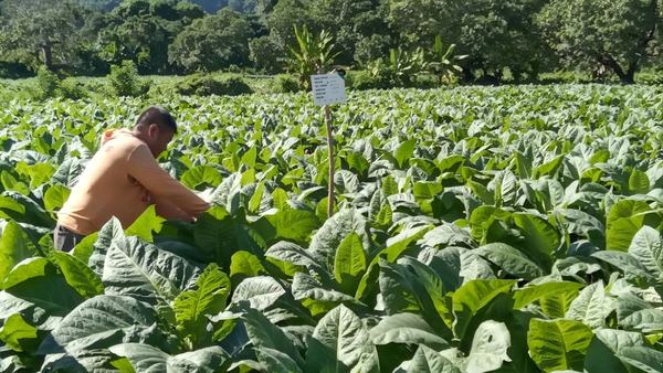 Mengupayakan titik seimbang demi menjaga kontribusi industri tembakau