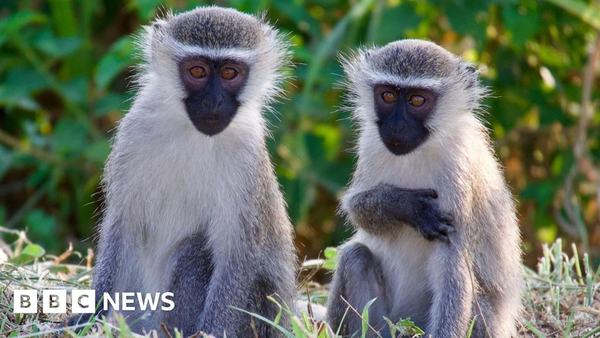 monkeys-on-the-loose-in-st-louis-after-four-day-search-1768263712.jpg