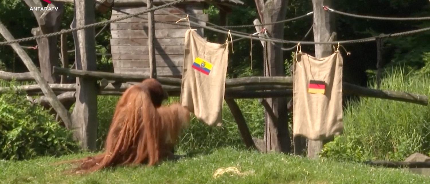 Orangutan dan gajah ramal pemenang pertandingan Jerman vs Ekuador