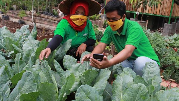 Pemprov Banten optimalkan hortikultura untuk suplai bahan baku MBG