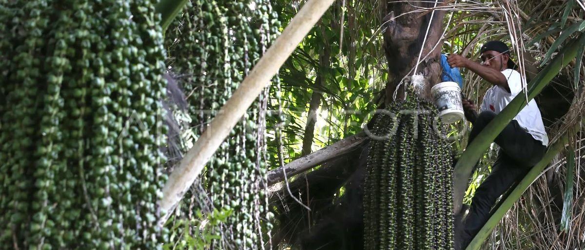 Peneliti BRIN: Aren berpotensi menjadi sumber bioetanol nasional