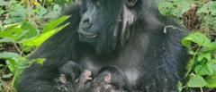rare-mountain-gorilla-twins-born-in-africas-oldest-national-park-1767803769.jpg