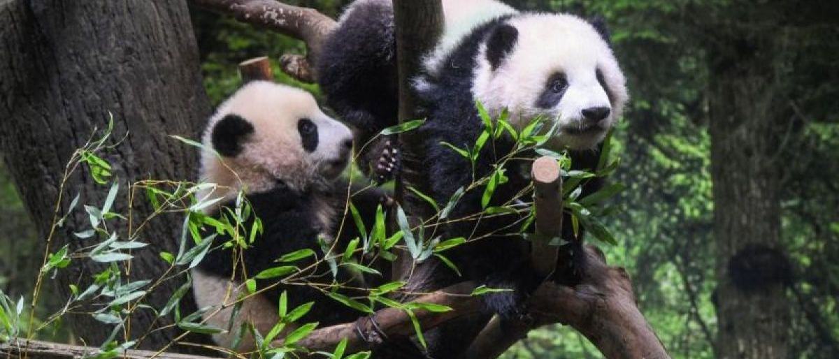 Shirahama berusaha bangkit usai ditinggal panda ikonik penarik wisata