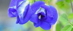 the-magical-blue-flower-changing-farmers-fortunes-in-india-1767688677.jpg