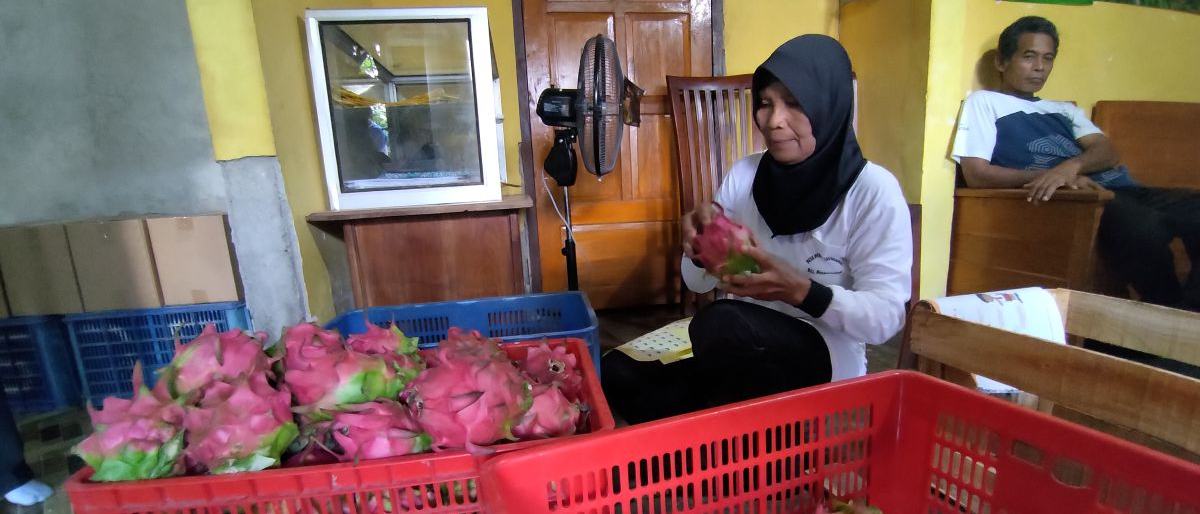 Yayasan Astra dampingi petani buah naga tembus pasar modern dan ekspor