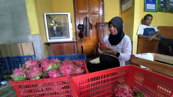 Yayasan Astra dampingi petani buah naga tembus pasar modern dan ekspor